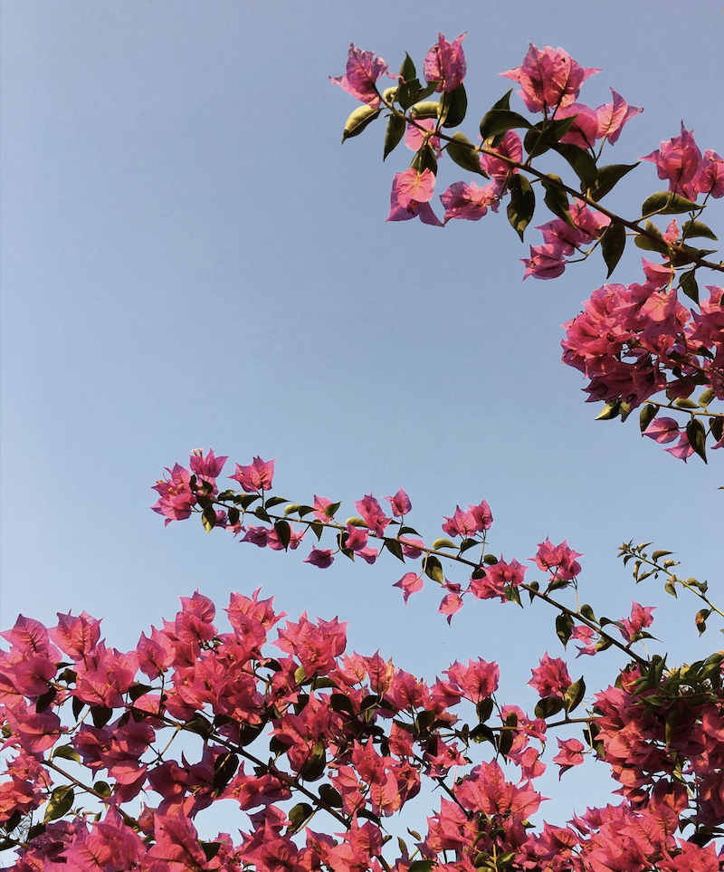 Pink bougainvillea flowers against a clear blue sky.