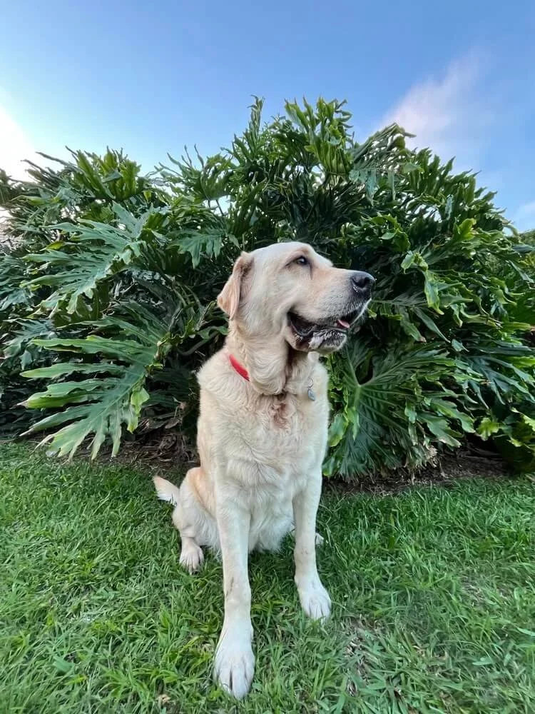 Alaska rescue labrador in front of green tropical plant