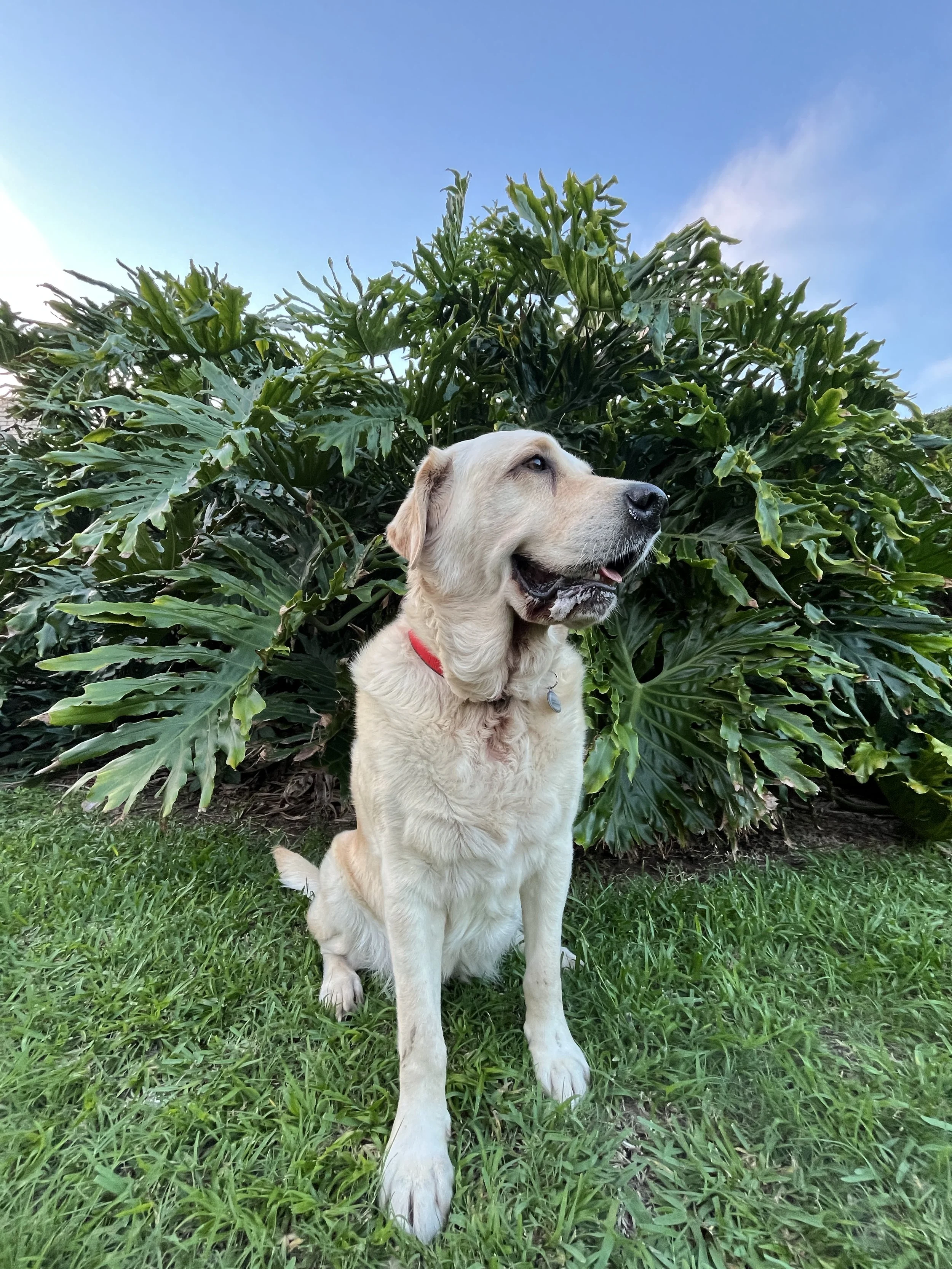 Alaska the rescue lab sitting on green grass in front of large green leafy plants under a blue sky.