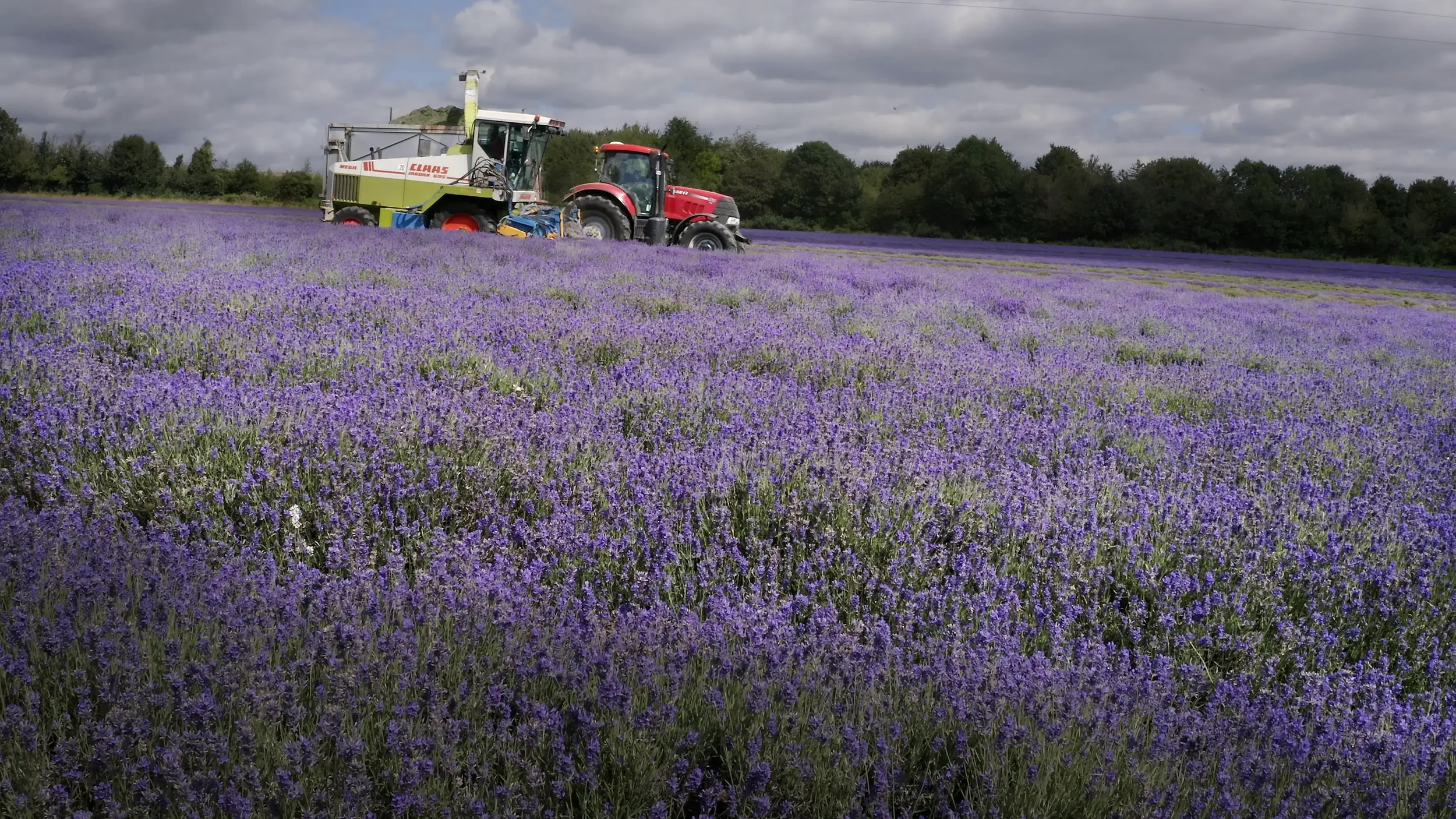 Photograph by Lewis Whyld of a tractor in a lavender field, part of his agriculture and farming photography work.