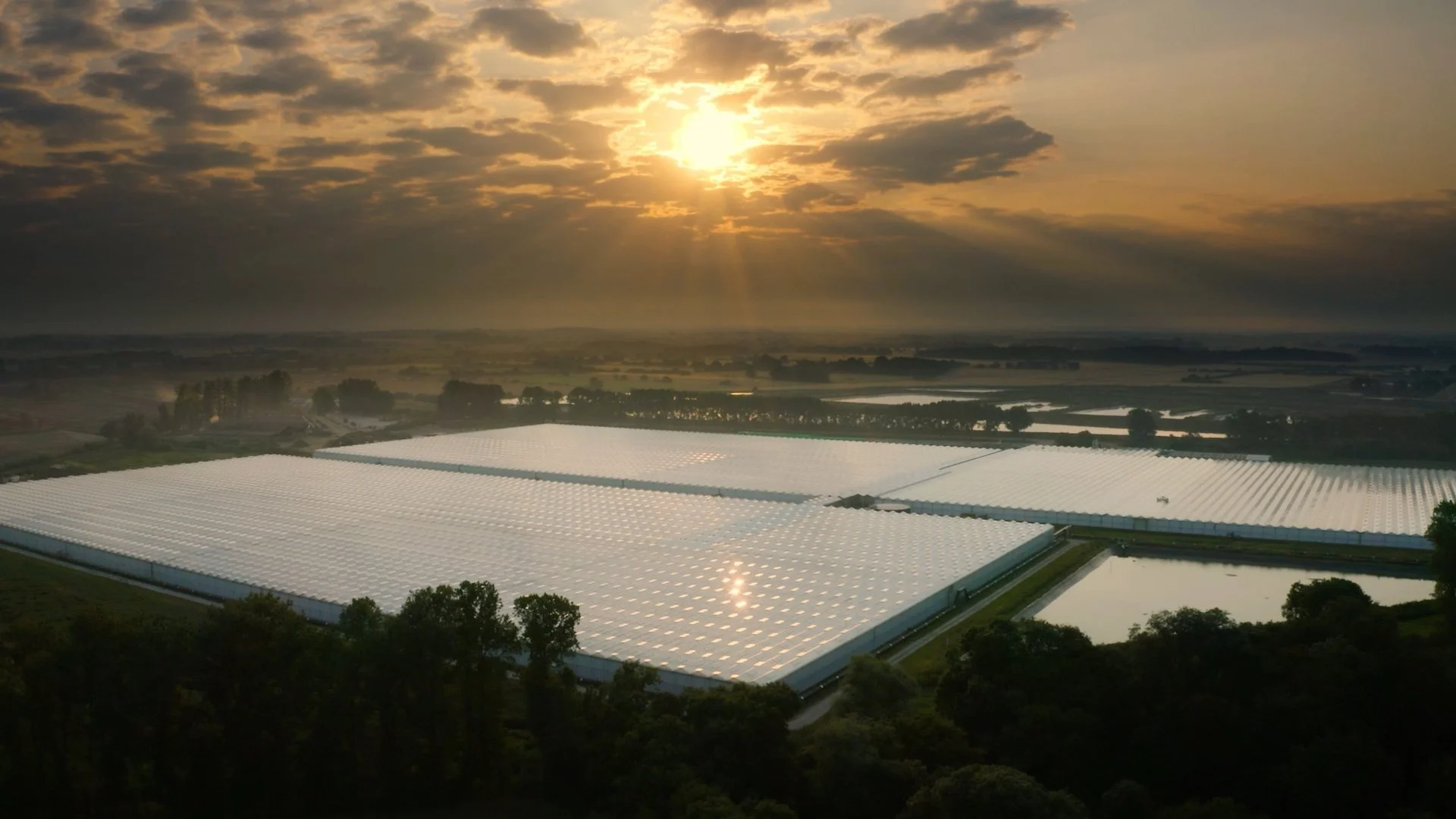 Aerial drone view of the Wissington glasshouse complex in Norfolk, showing the vast greenhouse structures and surrounding agricultural landscape used for large-scale medical cannabis production.
