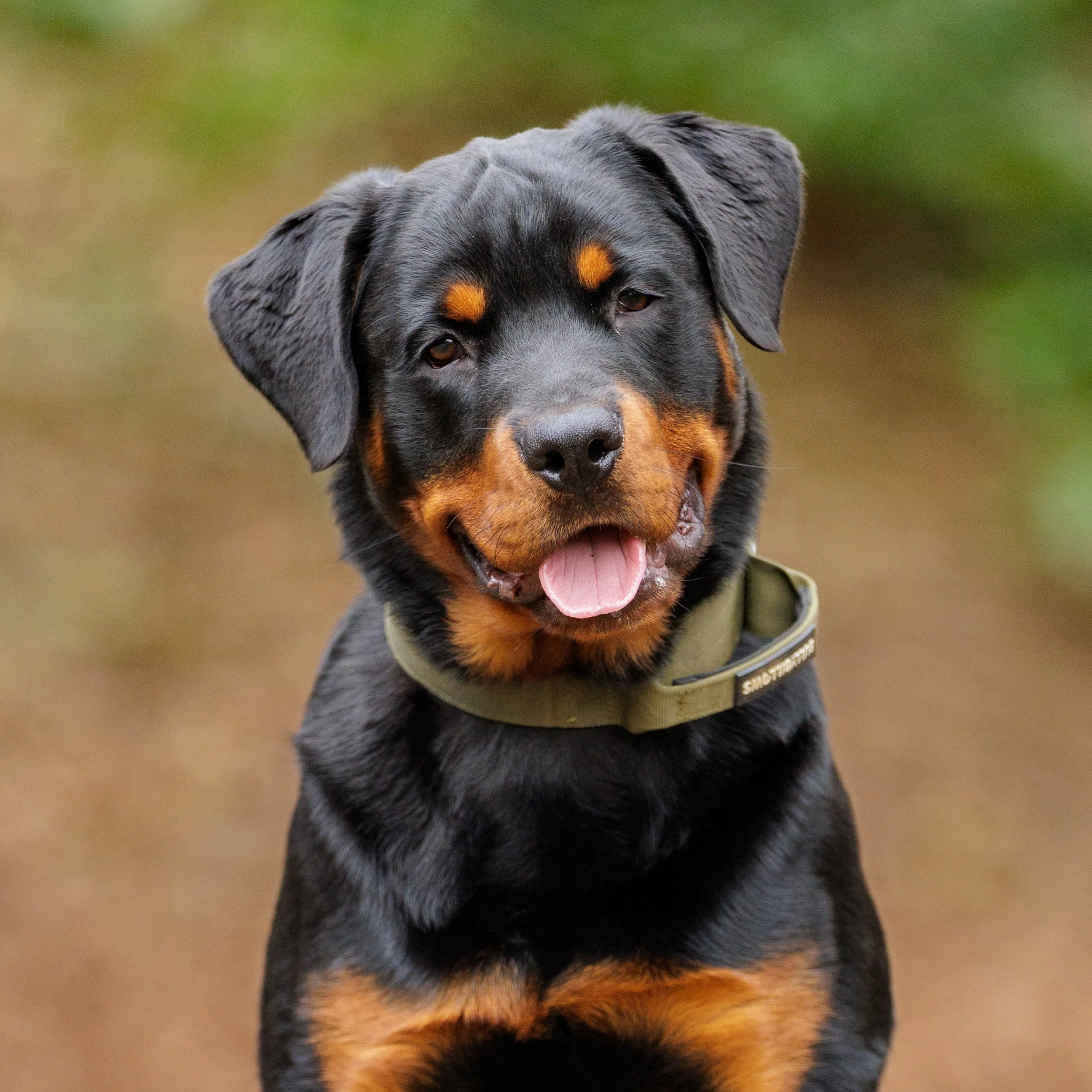 Dog Photography Experience Gift Voucher