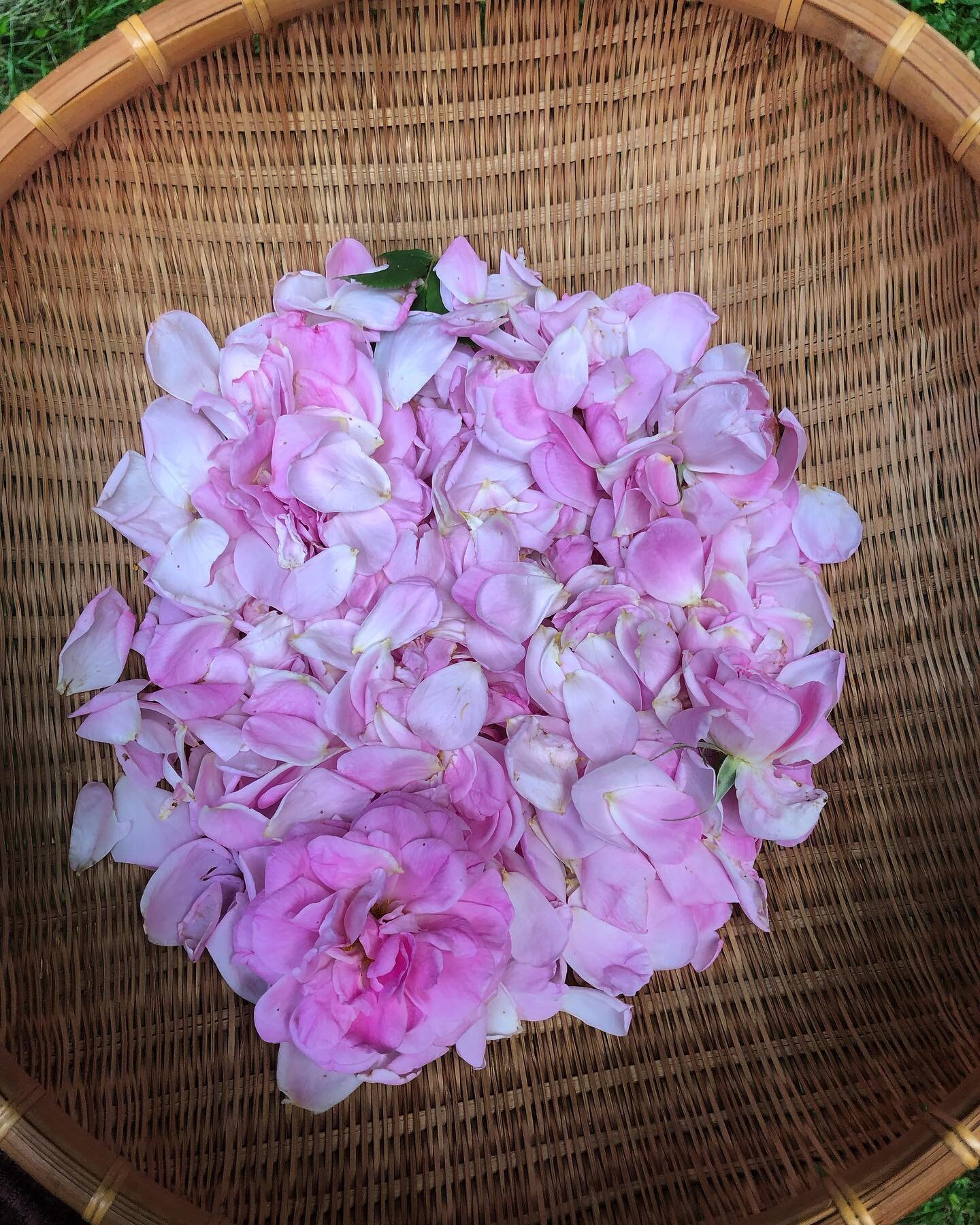 Oooof they smell so good! Harvested these fragrant roses from the garden for a new batch of facial toner. 🧖🏻&zwj;♀️

Would you like the recipe? Head on over to my website (link in bio) and subscribe to my monthly email. A letter filled with seasona