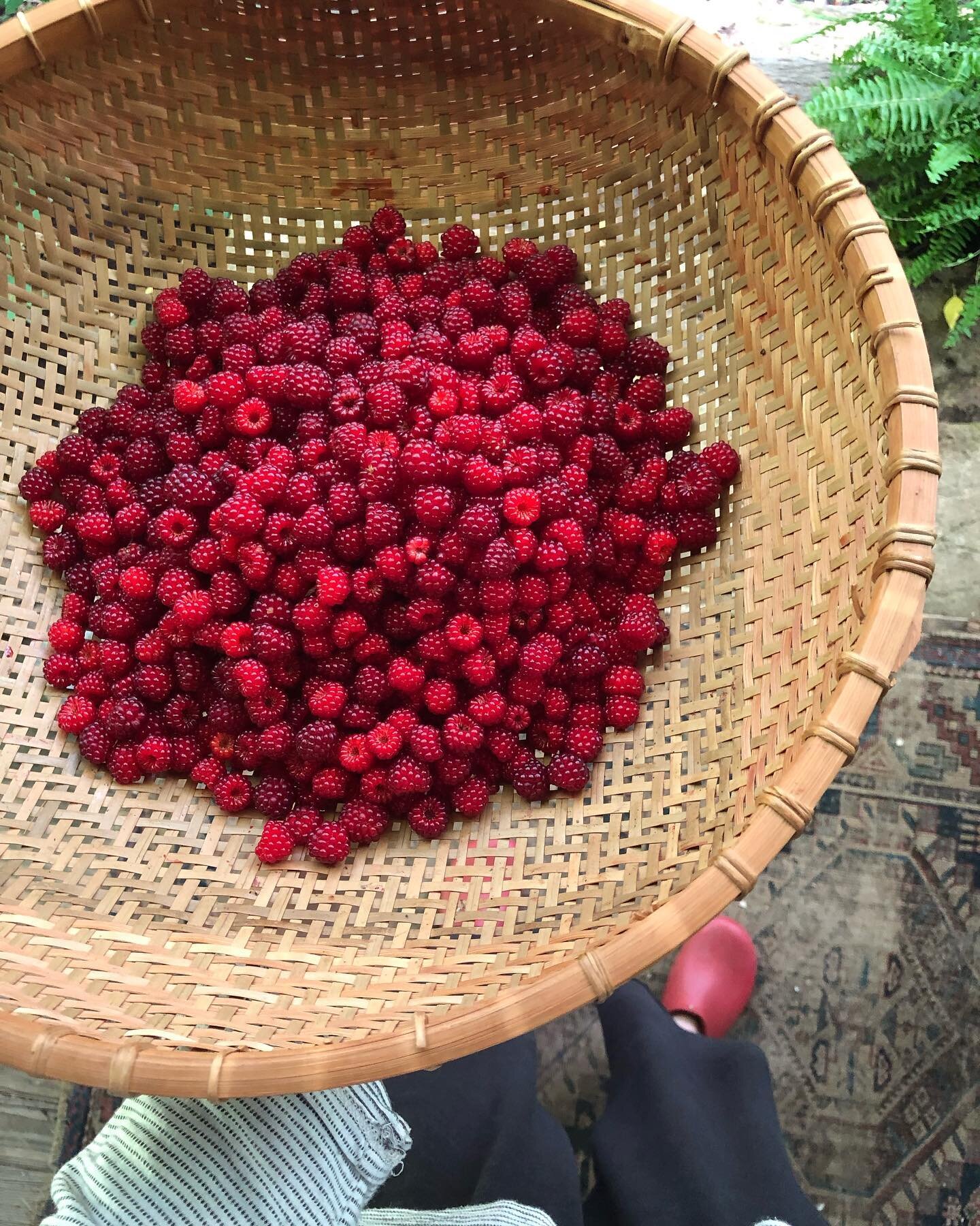 The mountain is cool and abundant !
Berry season is upon us! When you book with me Tuesday/Thursday at my home studio, tag on some extra time to pick and hike. The Long Branch Center is a sweet retreat from the heat ⛰