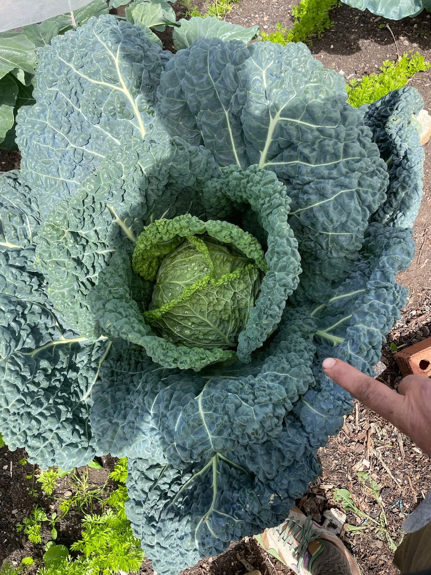 cabbage harvest.jpeg
