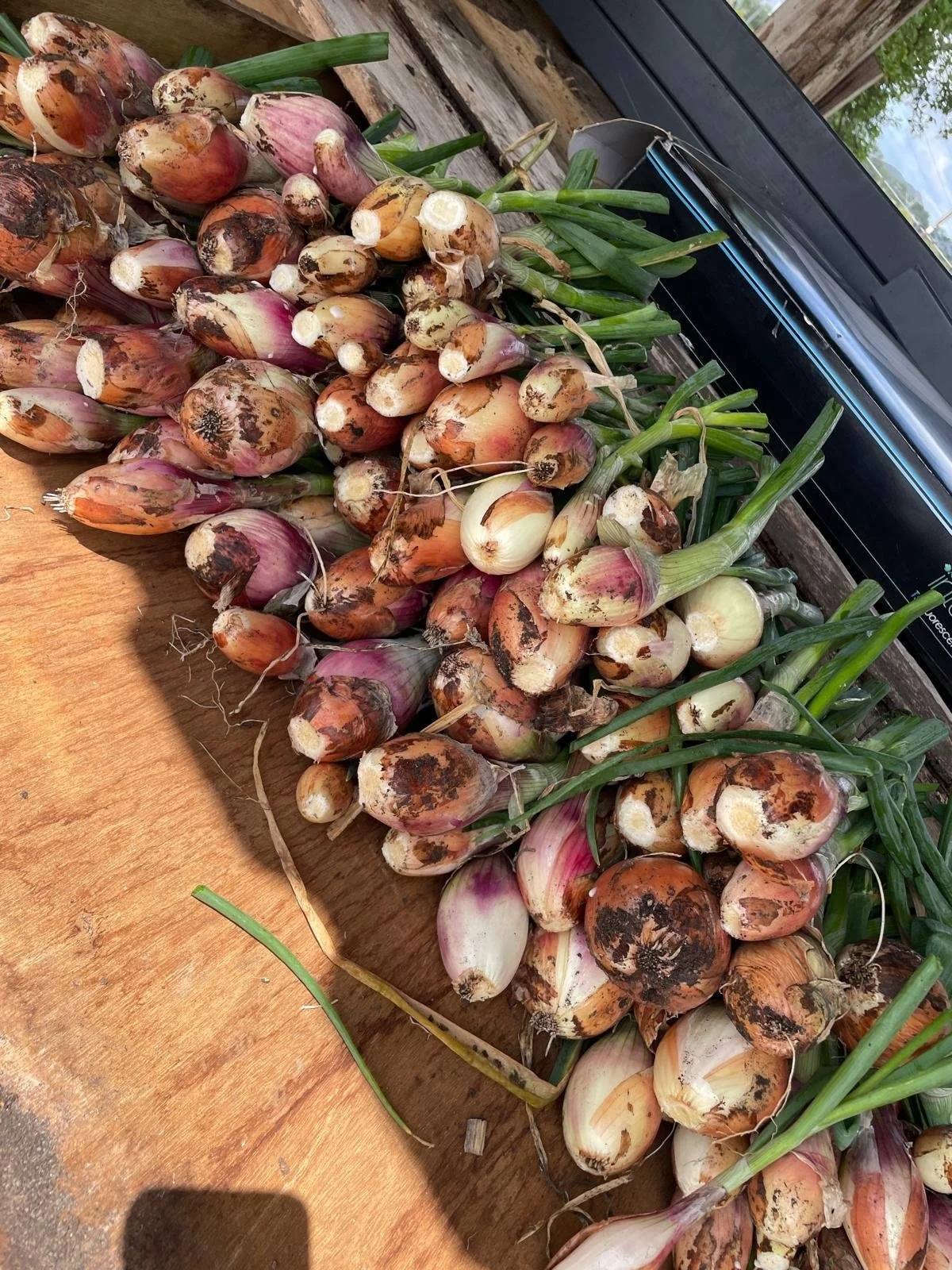 escargot bleu shallots.jpeg
