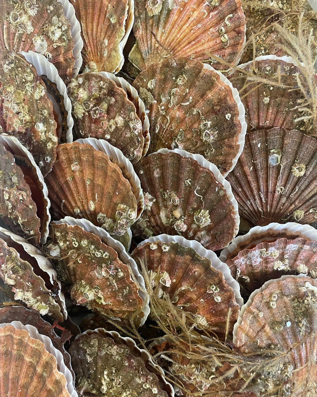 Orkney scallops - these are a regular on the menu at l'escargot bleu. Aren't they beautiful?

A scallop that has been caught by hand-diving is a more sustainable, low-impact fishing method. These are the only scallops you should eat - the alternative