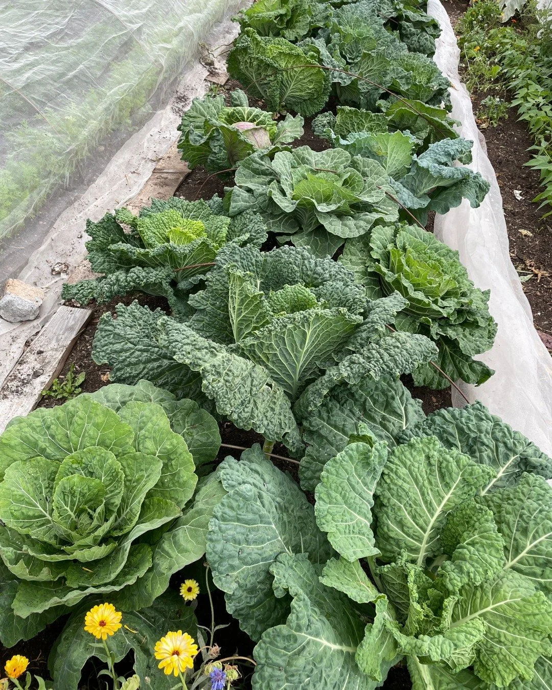 How beautiful are our mixed winter cabbages?

We've planted 200 of them this year!

#cabbages #nodiggarden #nodig #frenchrestaurant #edinburghrestaurant