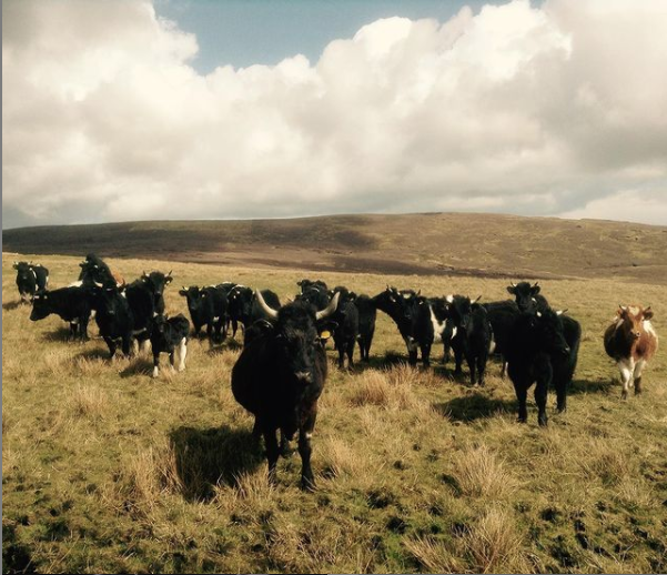 A few words from Uradale Farm