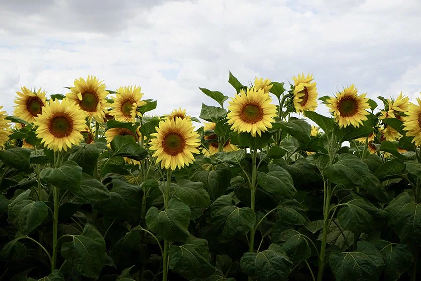 sunflowers Amy Karki.jpg