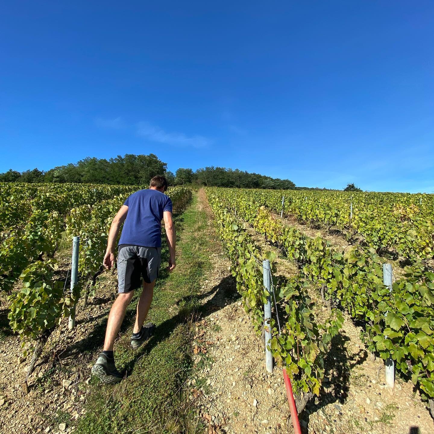 Our last visit at @domaine_dupre_goujon, our winemakers S&eacute;bastien and Guillaume in the Beaujolais.
Find &laquo;&nbsp;La D&eacute;marrante - C&ocirc;te de Brouilly 2019&nbsp;&raquo; available in our portfolio.
La D&eacute;marrante 2019 assumes 