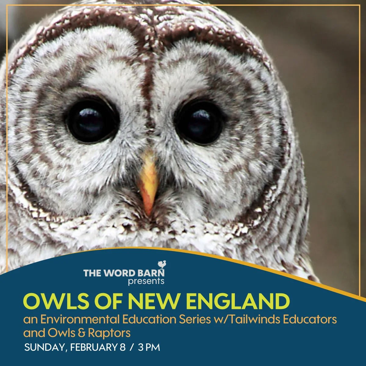 Owls of New England