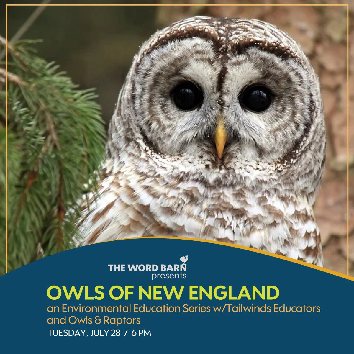 Owls of New England