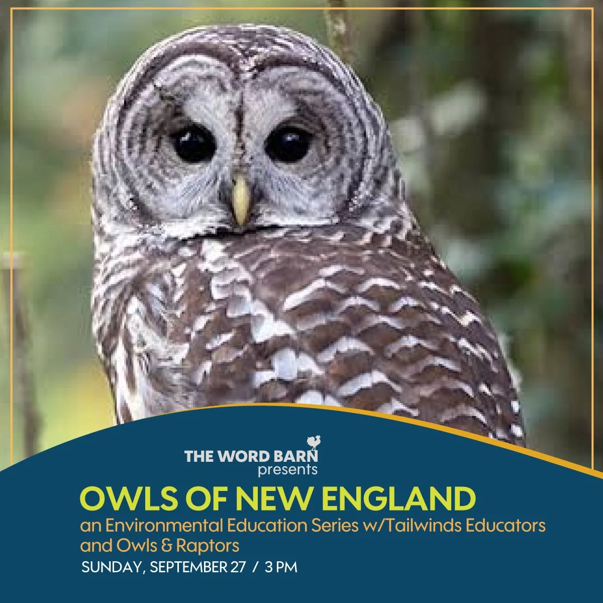 Owls of New England