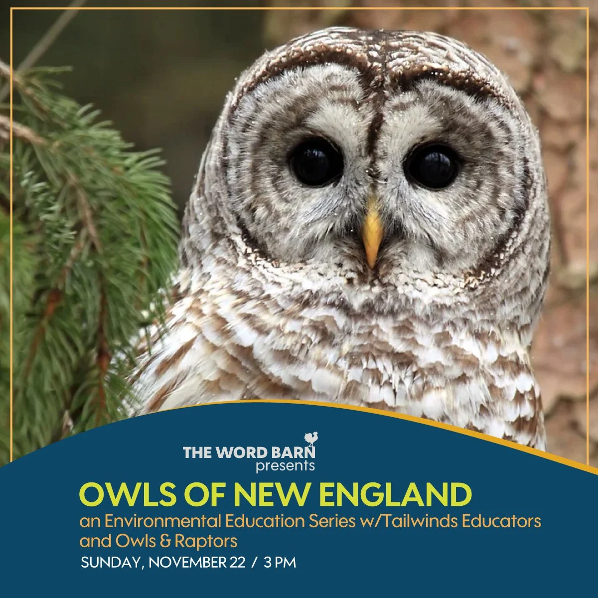 Owls of New England