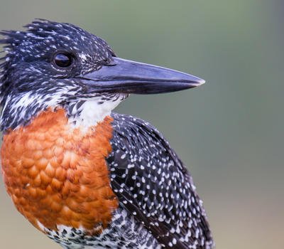 giant_kingfisher.jpeg