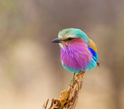 lilac_breasted_roller.jpeg