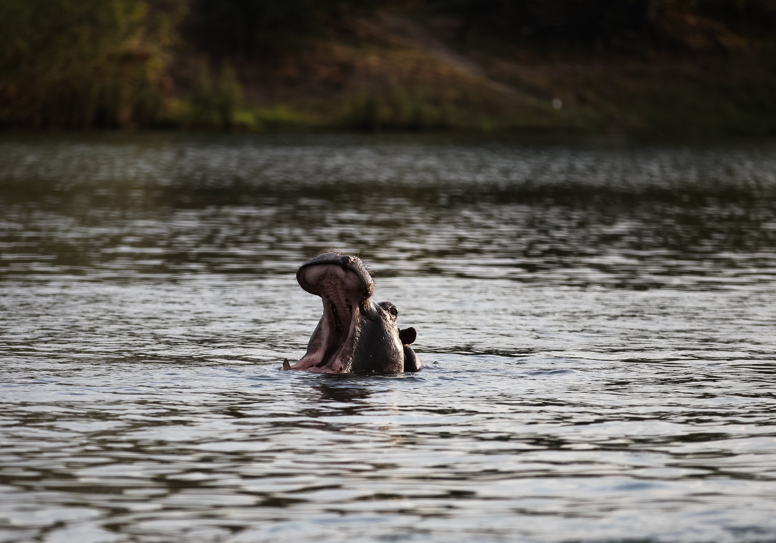 Wildlife Birds Chundukwa River Lodge (9).jpg