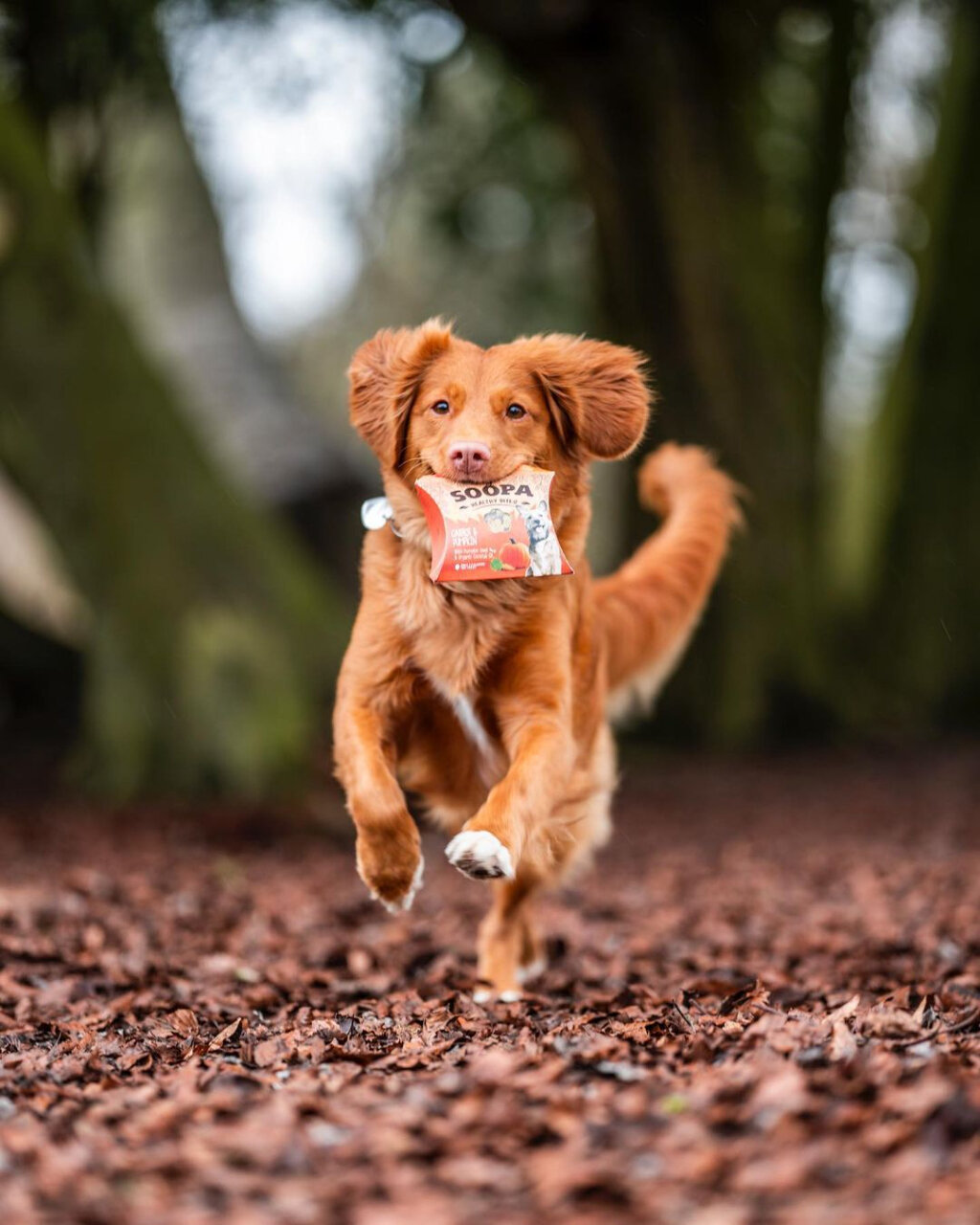 Our line of vegan and eco-friendly dog treats are not only good for your pet but also for the planet. Treat your furry friend guilt-free. 

Shop today and make a positive impact!
Link in bio 👆

#vegandogs #ecofriendly #dogtreats