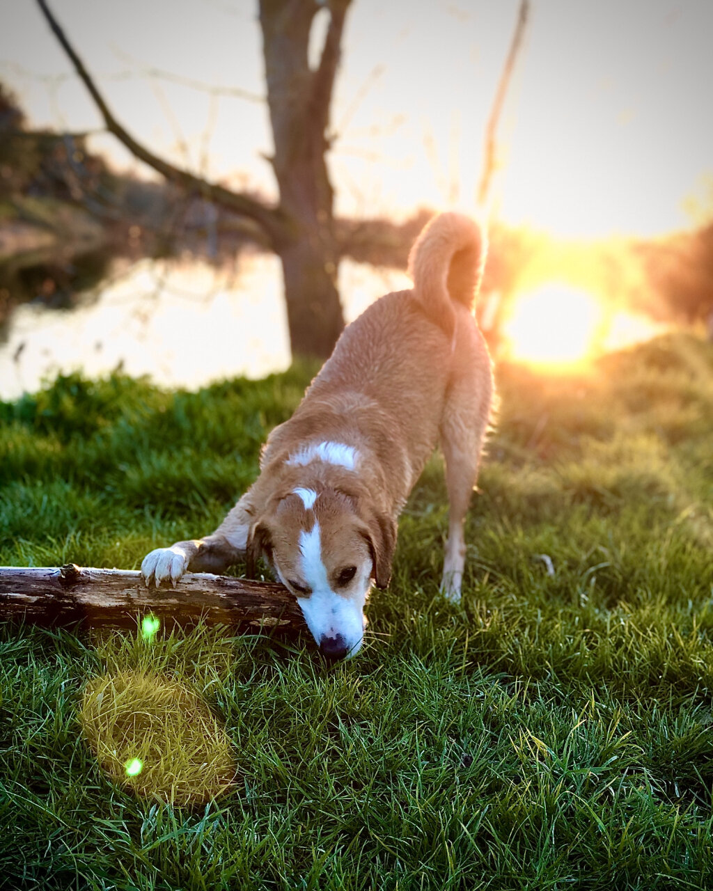 Did you know that animal agriculture is one of the leading causes of greenhouse gas emissions? Switching to a vegan diet for your dog can greatly reduce your carbon footprint 🌱

#vegandogs #sustainability #greenhousegases