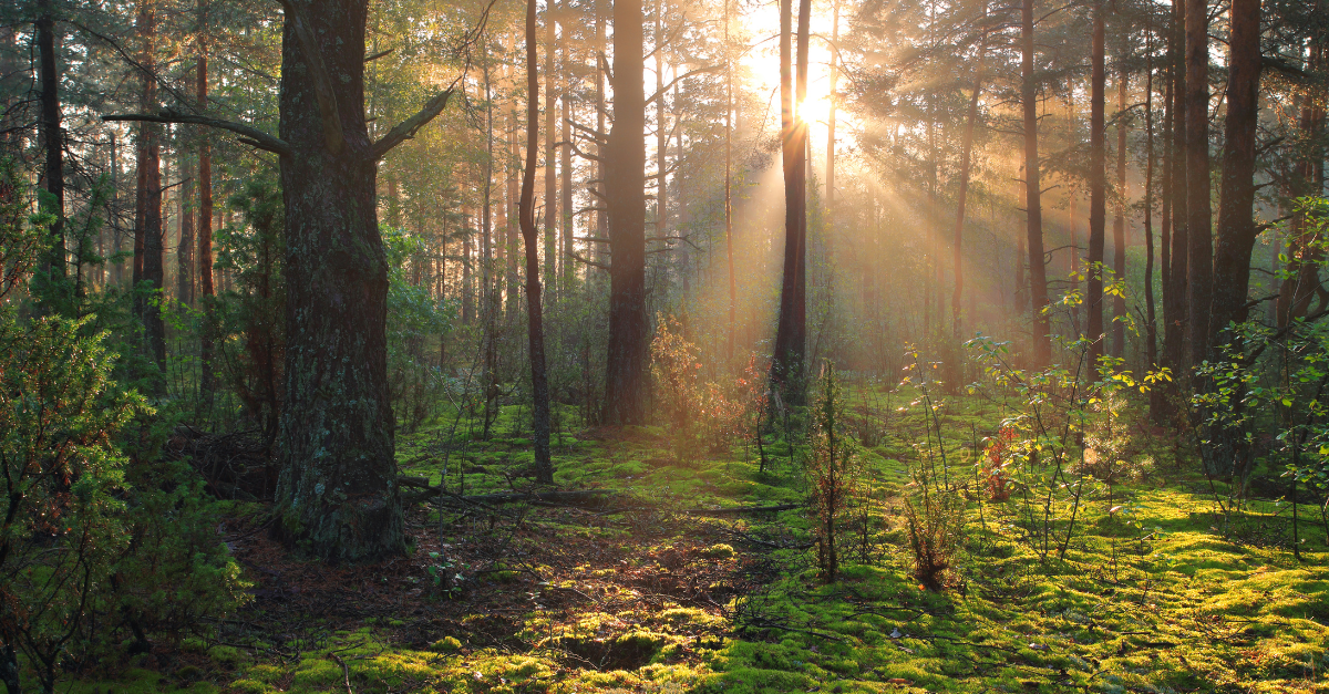 Begin Again: Starting the Year with Strength and Intention