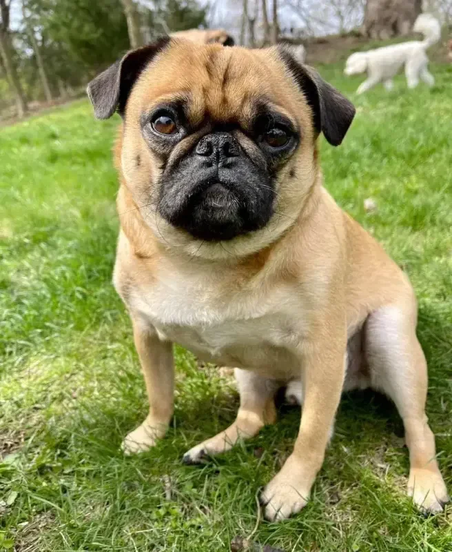 A cute fawn-colored French Bulldog puppy sitting on a grassy lawn at a dog boarding facility in Omaha, enjoying the outdoors.