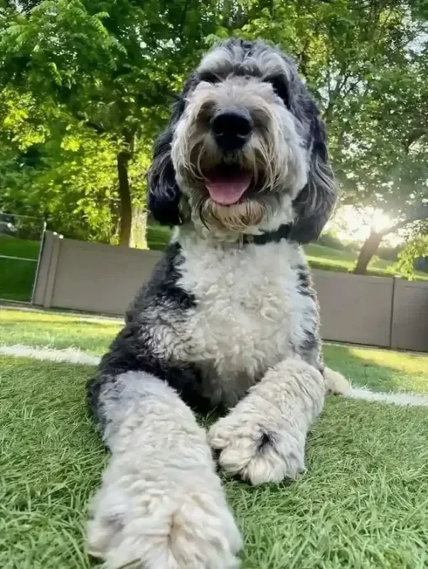 A happy black, white, and gray poodle mix lying on green grass in a sunny fenced yard at dog boarding in Omaha.