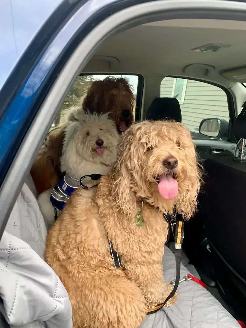 Three large dogs sit in the back of a car.