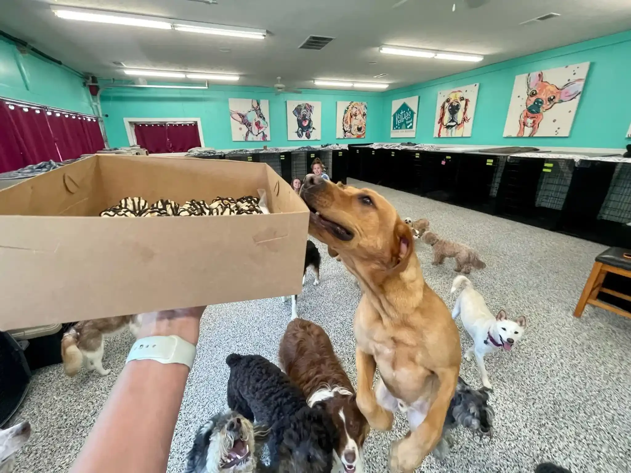 A person holding a tray of cookies while several dogs gather inside a colorful indoor dog daycare and boarding area with teal walls and kennels.