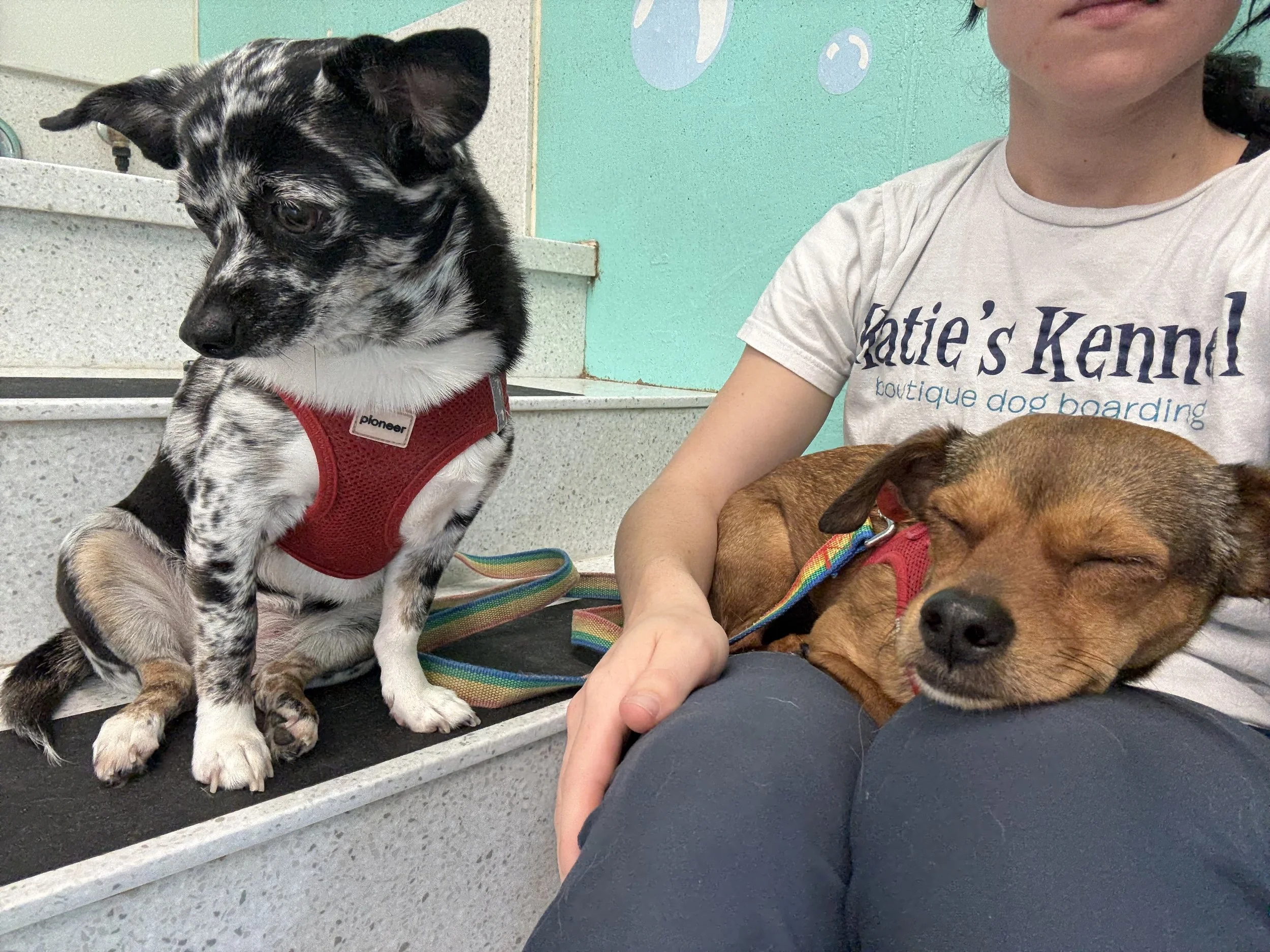 A person wearing a white 'Katie's Kennel' t-shirt sitting on stairs, holding a small brown dog and a black and white puppy at a dog boarding facility in Omaha, NE