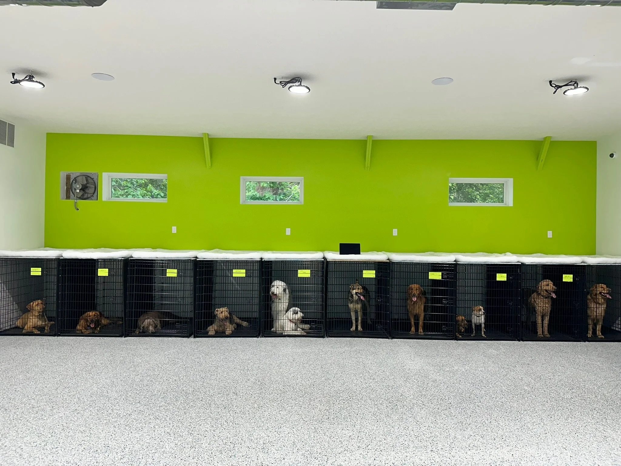 Line of dog crates against a vibrant green wall, with various dogs inside, in a kennel setting at Katie’s Kennel in Omaha, NE