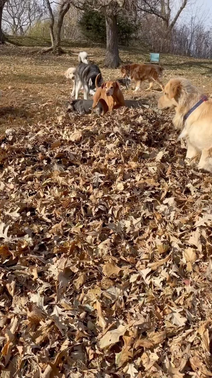 About Us — Katie's KennelBoutique Dog Boarding