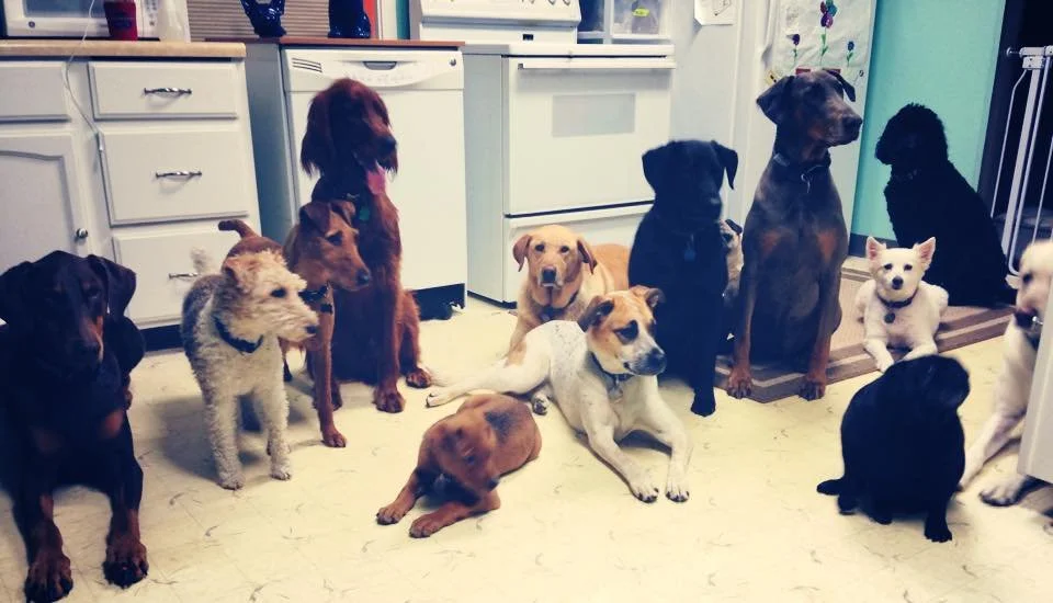 Multiple dogs of various sizes and breeds gathered in a kitchen, some sitting and some lying down at a dog boarding facility in Omaha, NE