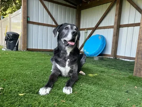 A black and gray dog with white paws and a white chest sitting on green artificial turf inside a metal fenced outdoor shelter. The dog is smiling with its tongue out. There is a blue kiddie pool leaning against the wall in the background, along with 