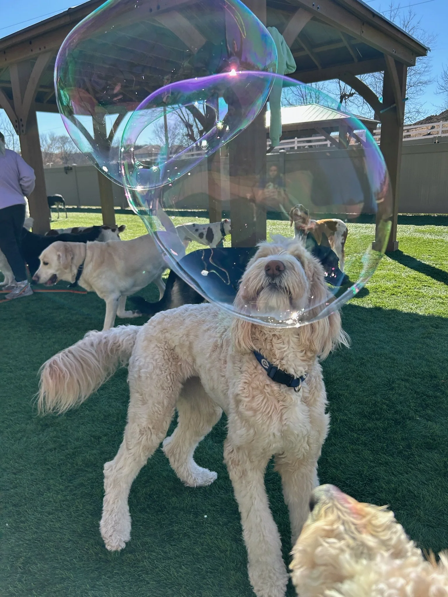 A fluffy beige dog is standing on grass with a large soap bubble floating in front of its face, with other dogs and people in the background at Katie’s Kennel in Omaha, NE