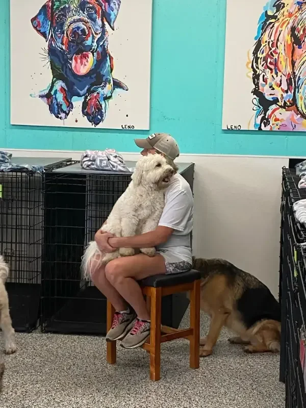 A person sitting on a small stool holding a fluffy white dog inside a colorful indoor dog boarding and daycare room with crates and other dogs nearby.