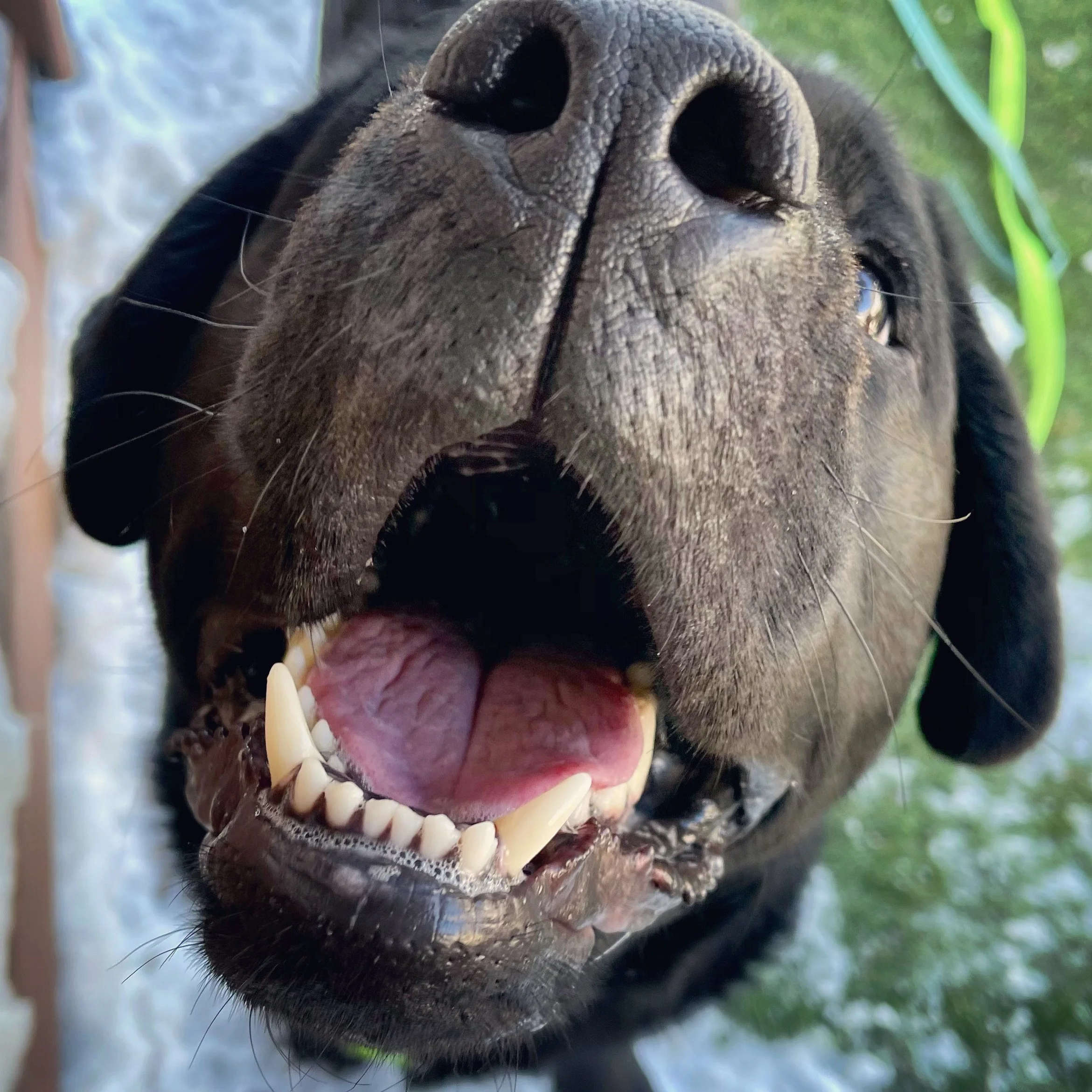 Close-up of a black dog's face from below, showing open mouth, pink tongue, and sharp teeth at a dog boarding facility in Omaha, NE