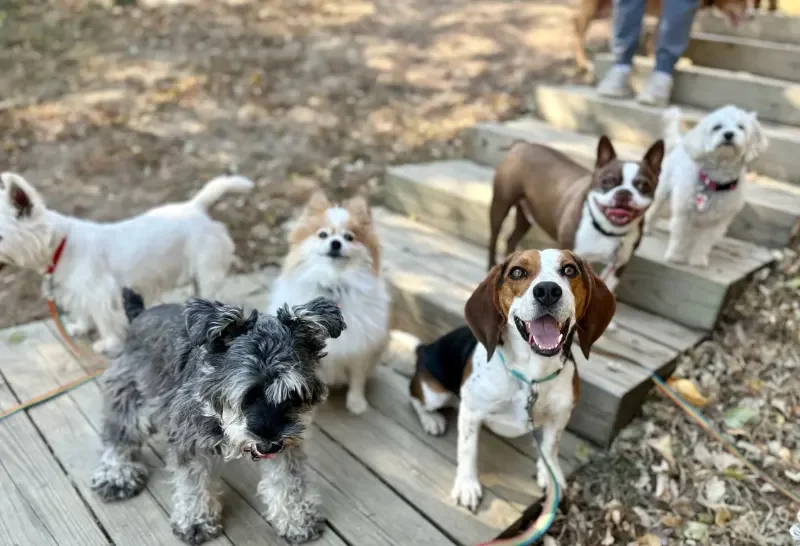 Six dogs of various breeds and sizes gathered outdoors on a wooden walkway near stairs, with some standing on the steps, looking toward the camera, in a natural setting with dry leaves at a dog boarding facility in Omaha, NE.