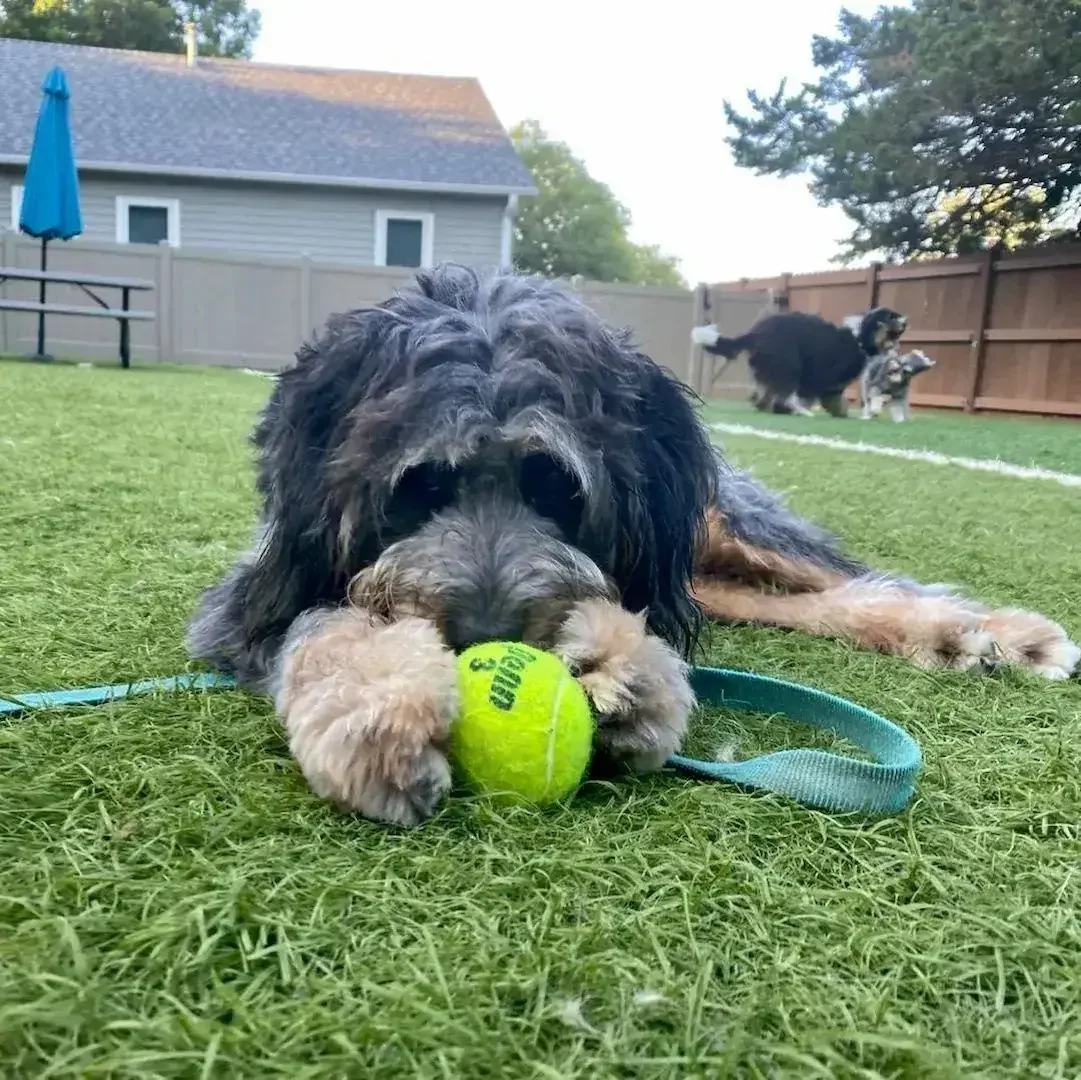 A curly black-and-gray dog chewing a yellow tennis ball on the grass at an Omaha dog boarding facility, while two other dogs play near a wooden fence, with a house and trees in the background.