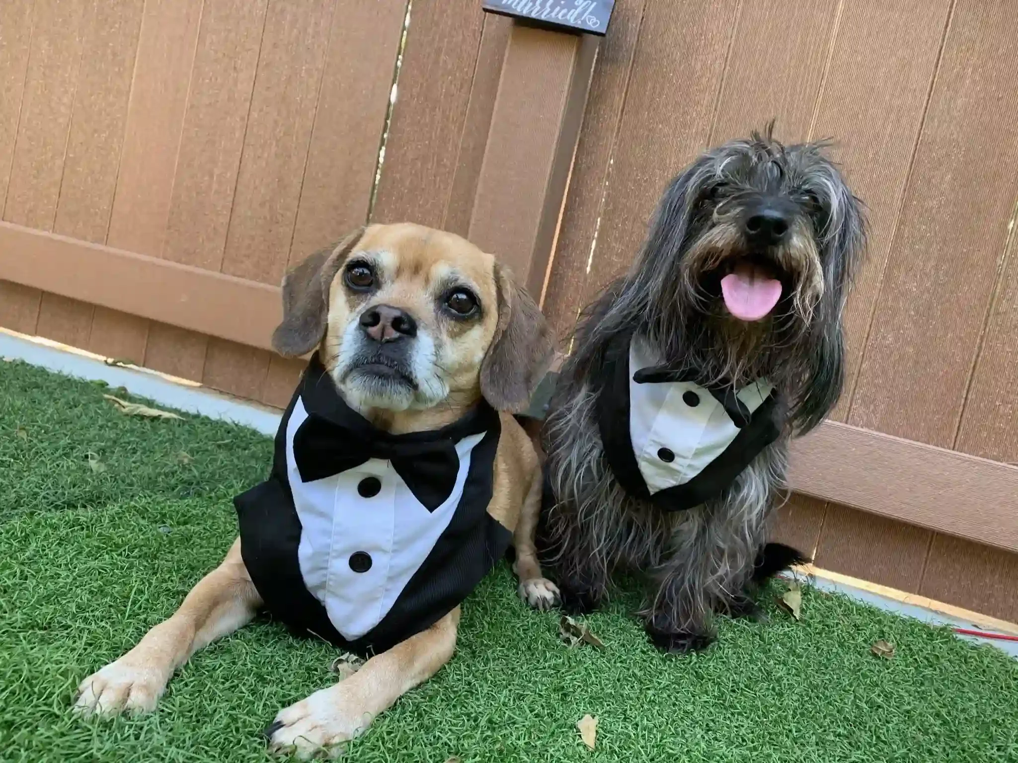 Two dogs dressed in tuxedo costumes sitting on green grass in front of a wooden fence during a themed photo day at dog boarding in Omaha.
