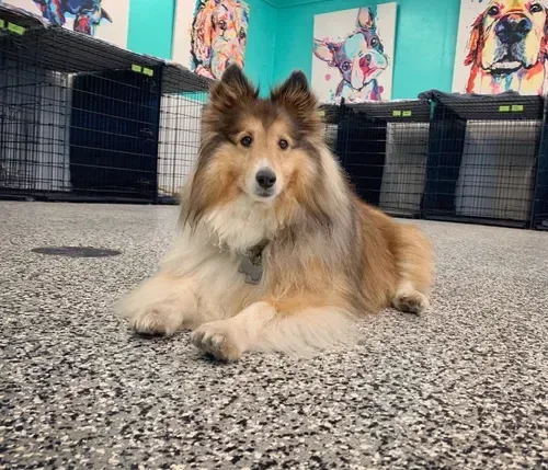 Sheltie dog lying on a speckled gray floor inside a room with colorful dog art on teal walls and black crates in the background at Katie’s Kennel in Omaha, NE