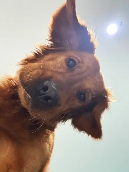Close-up of a brown dog with one ear up, looking down at the camera with a bright background and sunlight at a dog boarding facility in Omaha, NE.