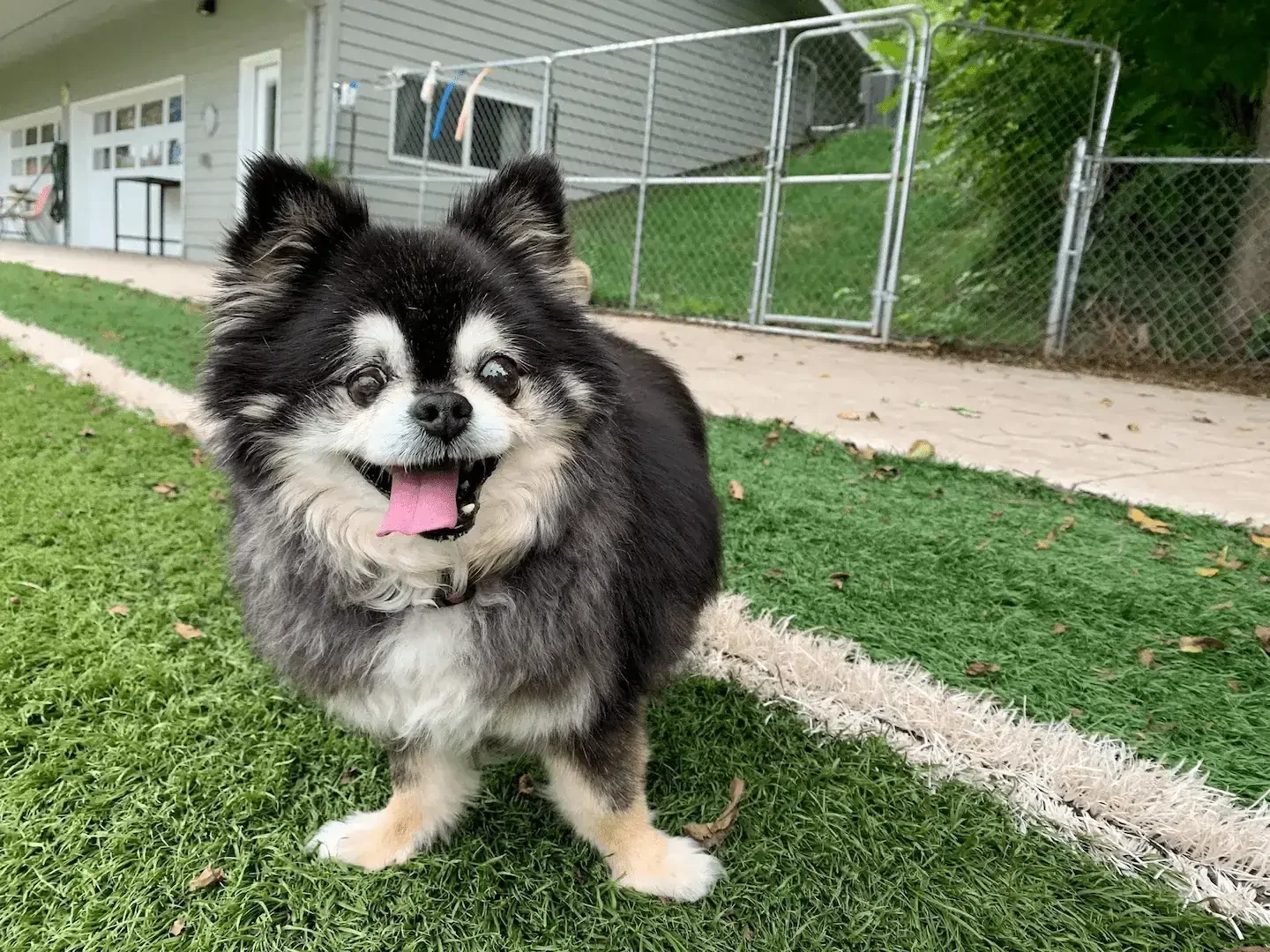 A small black and white fluffy dog standing alert on green grass in a fenced backyard at an Omaha dog boarding facility.