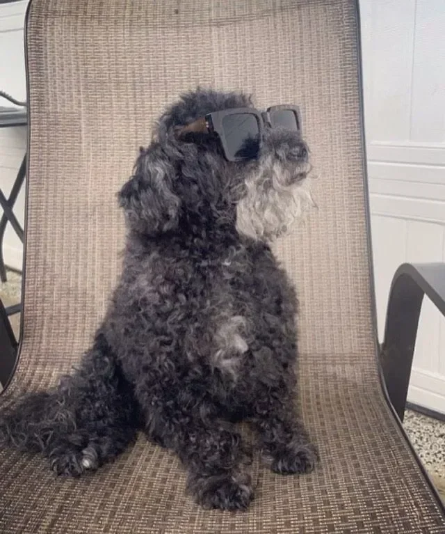 A black miniature poodle mix dog sits on a patio chair wearing black sunglasses.