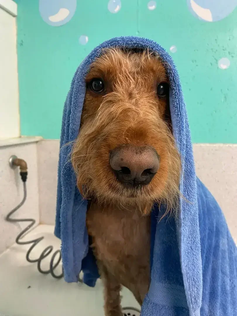 A brown dog has a towel wrapped around its body after a bath at a pet boarding facility.