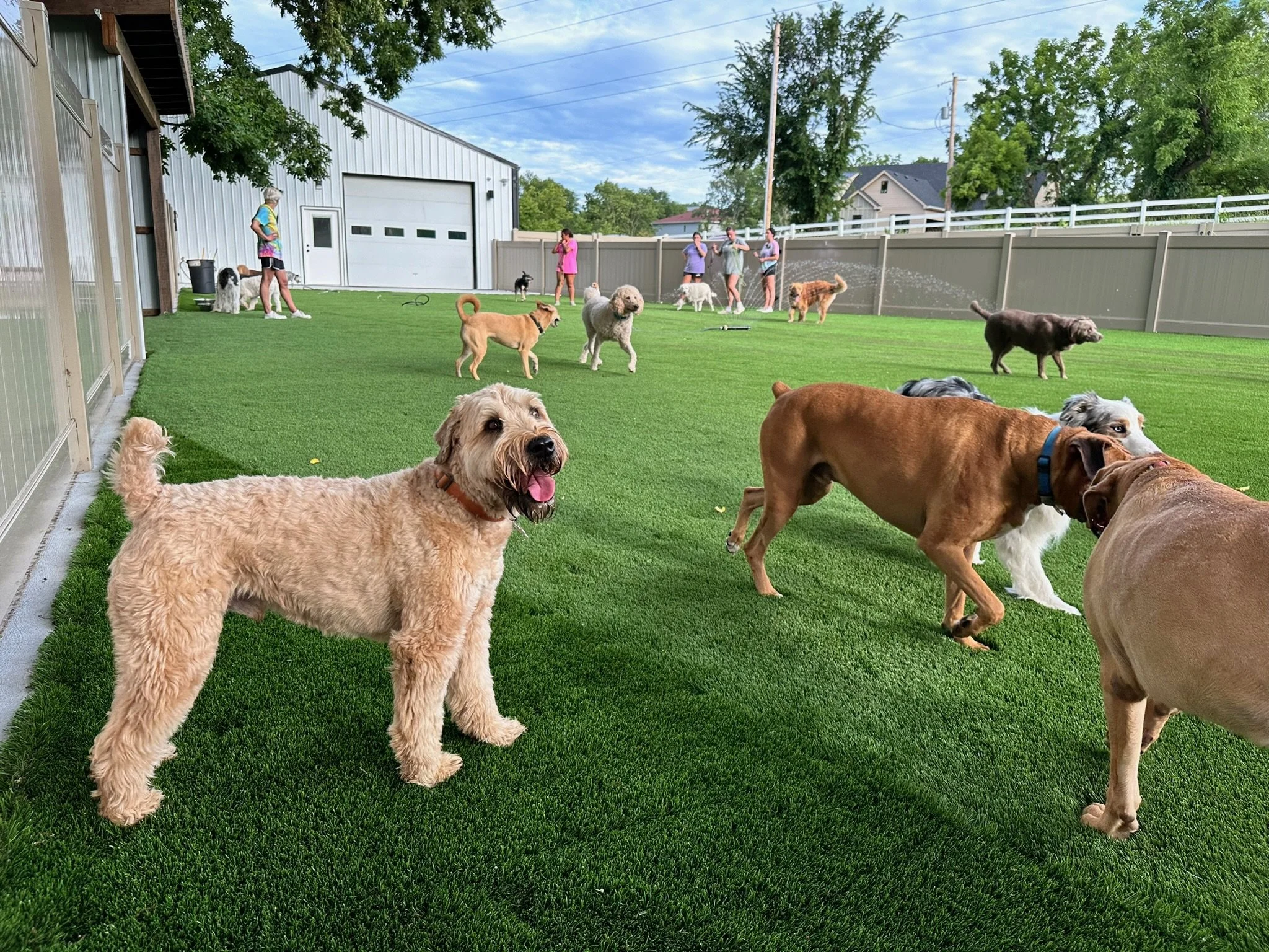 Multiple dogs playing and socializing in an outdoor backyard with green grass, fencing, and people in the background at a dog boarding facility in Omaha, NE