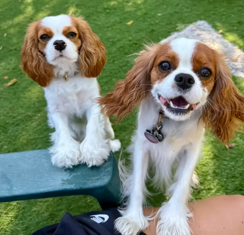 Two Cavalier King Charles Spaniels outdoors on green grass, one sitting on a bench and the other standing on a person's lap, smiling and looking at the camera at a dog boarding facility in Omaha, NE.