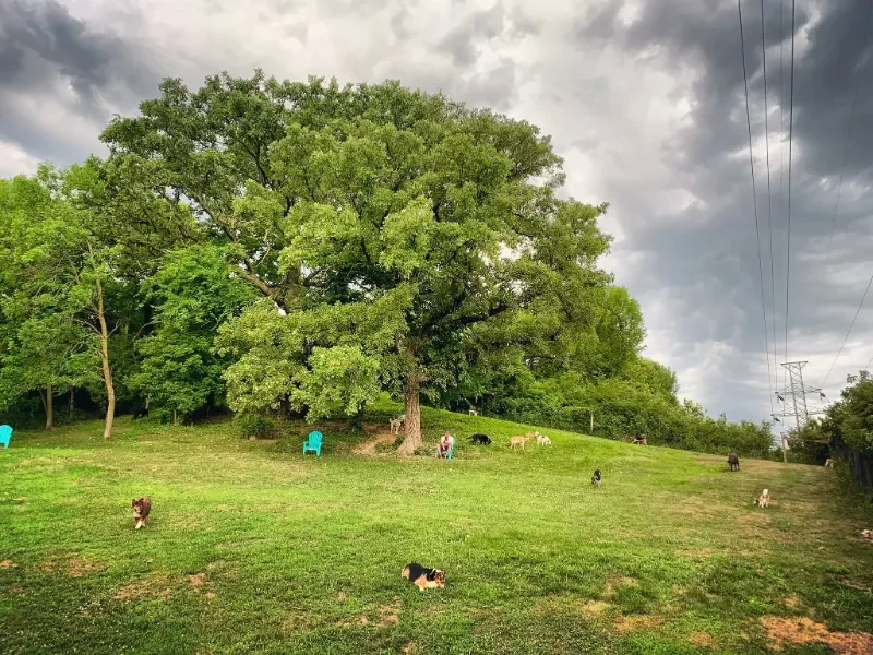 A grassy park with a large tree, several dogs playing, and two blue chairs under the tree of a dog boarding facility in Omaha, NE. Overhead power lines and cloudy sky visible.