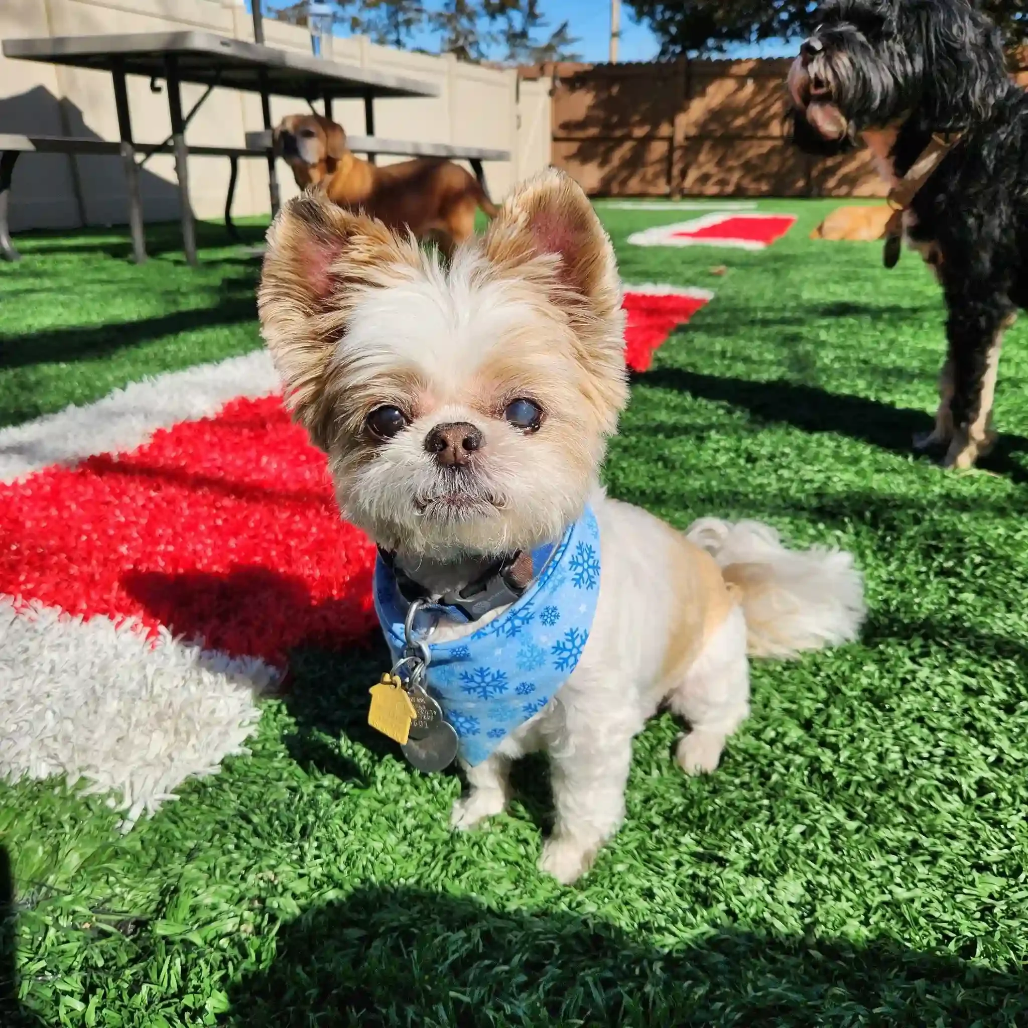 A tiny brown and white dog with a blue snowflake-patterned bandana sits on the grass at an Omaha dog boarding facility.