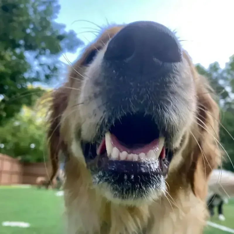 Close-up of a golden retriever’s face with its mouth open and tongue visible outdoors at an Omaha dog boarding facility.